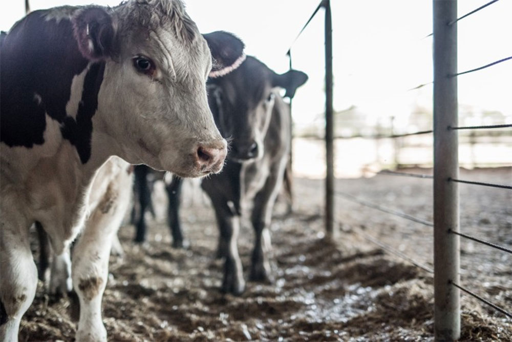 New study: avoiding meat and dairy is ‘single biggest way’ to reduce ...